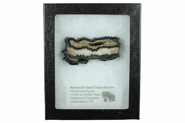 Mammoth Molar Slice with Case - South Carolina #266456